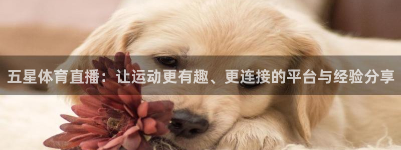 nba免费直播在线直播蜘蛛直播：五星体育直播：让运动更有趣、更连接的平台与经验分享