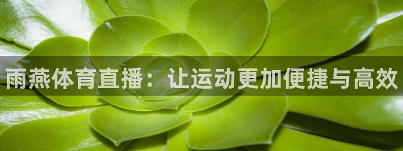 蜘蛛直播体育免费观看：雨燕体育直播：让运动更加便捷与高效