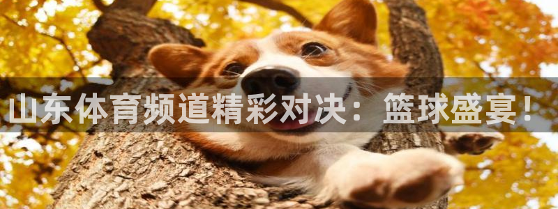蜘蛛直播体育nba：山东体育频道精彩对决：篮球盛宴！
